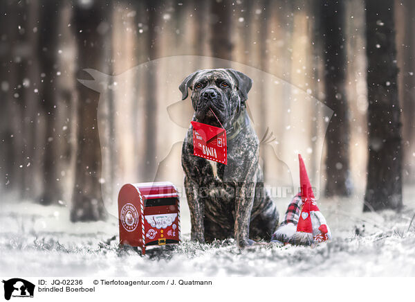 gestromter Boerboel / brindled Boerboel / JQ-02236