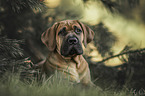 young Boerboel