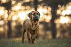 young Boerboel