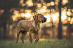 young Boerboel