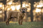 young Boerboel