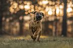 young Boerboel