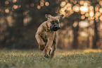 young Boerboel