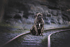 Boerboel