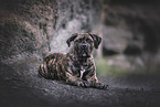 Boerboel