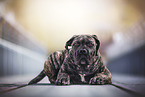 Boerboel
