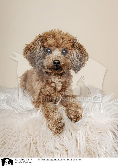 female Bolipoo / MSC-01171