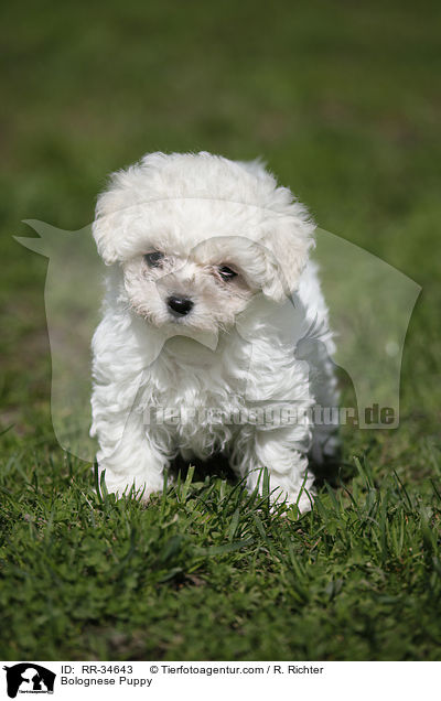 Bologneser Welpe / Bolognese Puppy / RR-34643