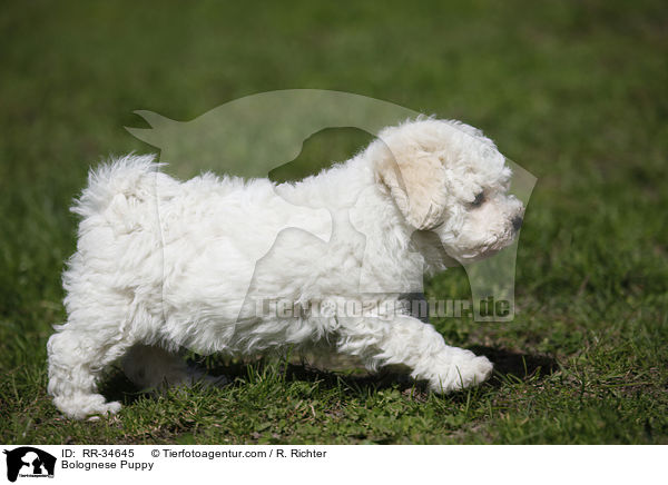 Bologneser Welpe / Bolognese Puppy / RR-34645