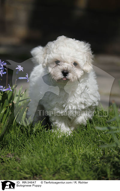 Bologneser Welpe / Bolognese Puppy / RR-34647