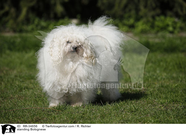 stehender Bologneser / standing Bolognese / RR-34656