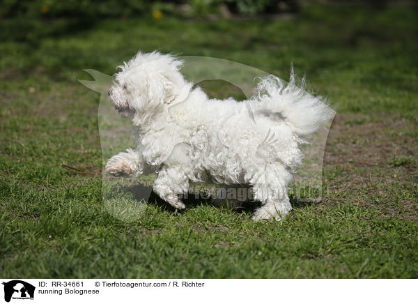 rennender Bologneser / running Bolognese / RR-34661