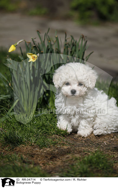 Bologneser Welpe / Bolognese Puppy / RR-34714