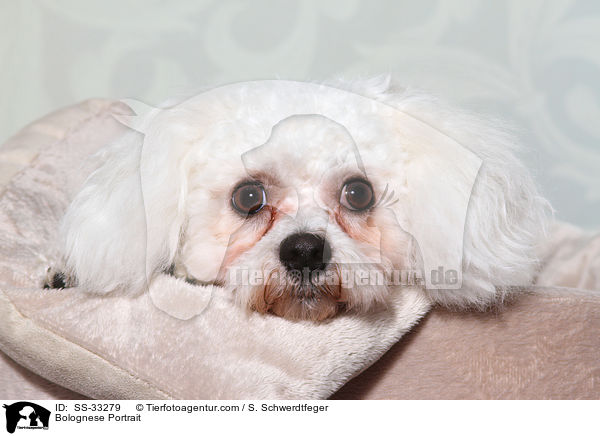 Bologneser Portrait / Bolognese Portrait / SS-33279