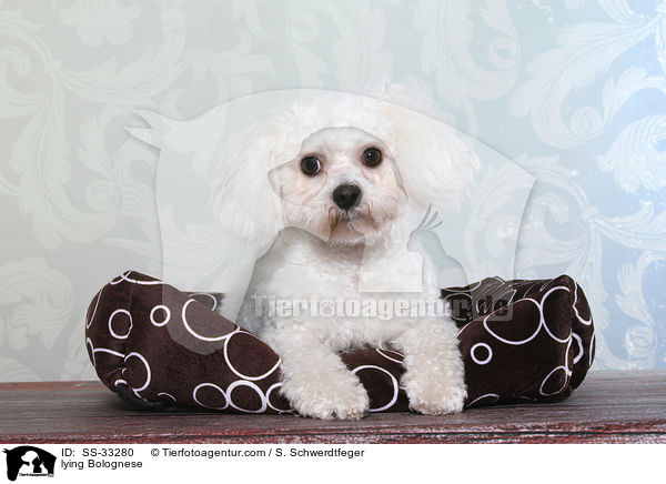 liegender Bologneser / lying Bolognese / SS-33280