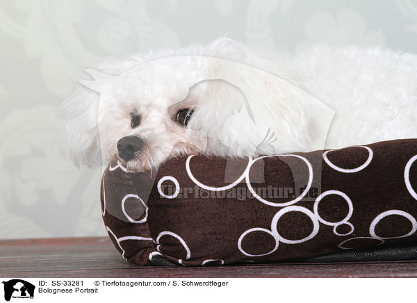 Bologneser Portrait / Bolognese Portrait / SS-33281