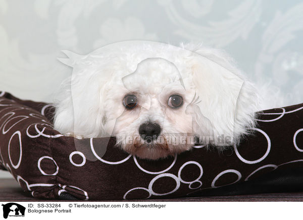 Bologneser Portrait / Bolognese Portrait / SS-33284