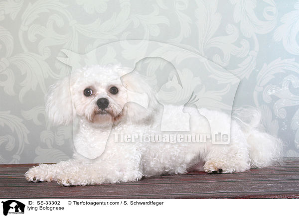liegender Bologneser / lying Bolognese / SS-33302