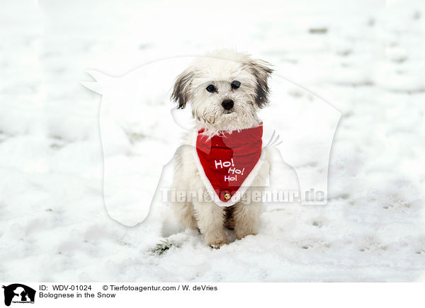 Bologneser im Schnee / Bolognese in the Snow / WDV-01024