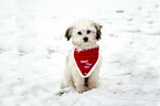 Bolognese in the Snow