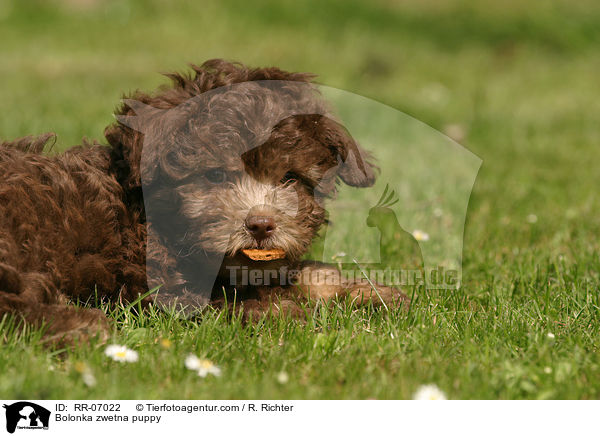 Bolonka zwetna Welpe / Bolonka zwetna puppy / RR-07022