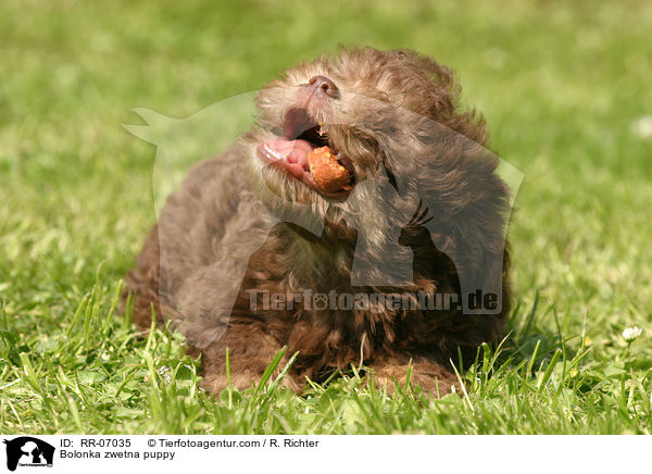Bolonka zwetna Welpe / Bolonka zwetna puppy / RR-07035