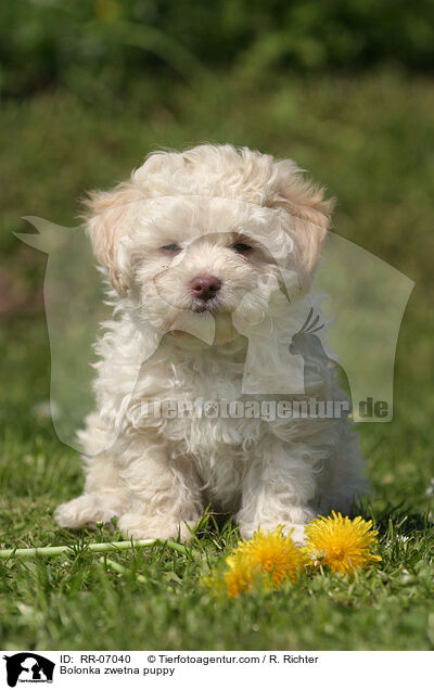 Bolonka zwetna Welpe / Bolonka zwetna puppy / RR-07040
