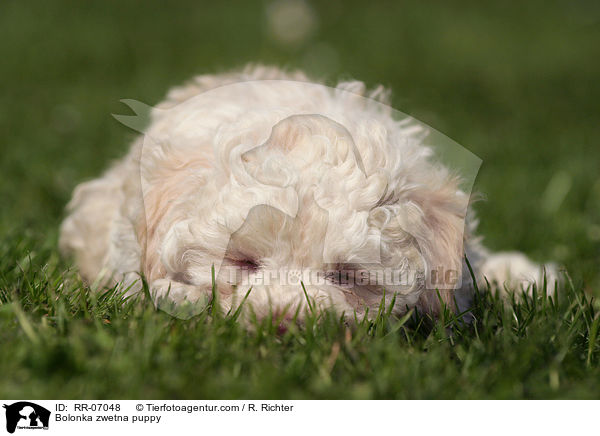 Bolonka zwetna Welpe / Bolonka zwetna puppy / RR-07048