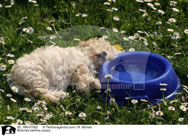 Bolonka zwetna Welpe / Bolonka zwetna puppy / RR-07062
