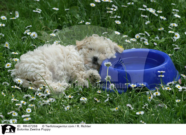 Bolonka Zwetna Puppy / RR-07268