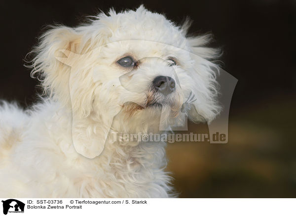 Bolonka Zwetna Portrait / SST-03736