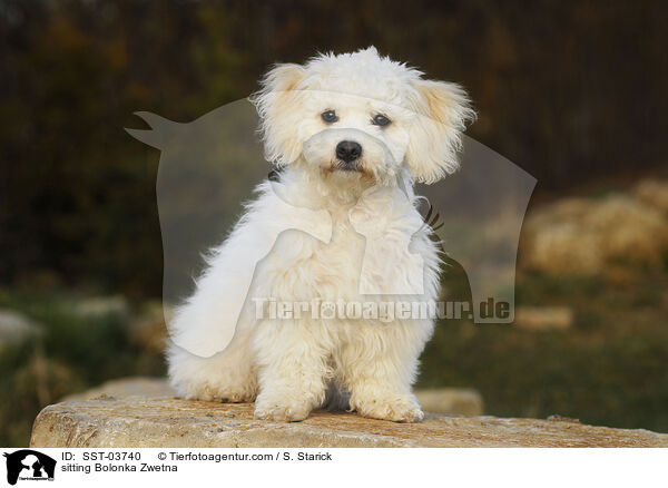 sitting Bolonka Zwetna / SST-03740