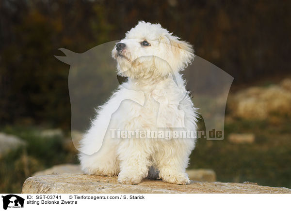 sitting Bolonka Zwetna / SST-03741