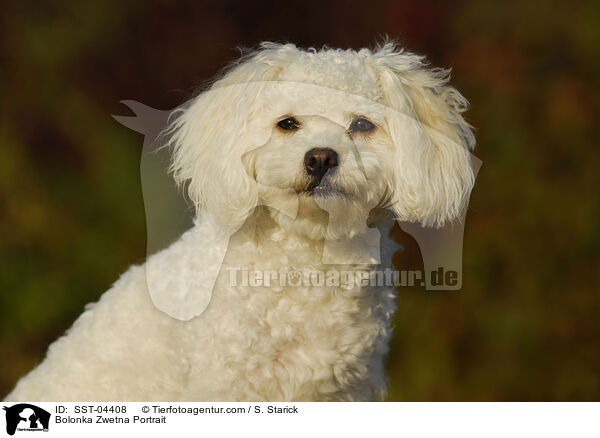 Bolonka Zwetna Portrait / SST-04408