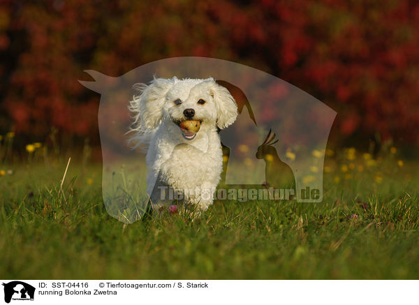 rennender Bolonka Zwetna / running Bolonka Zwetna / SST-04416