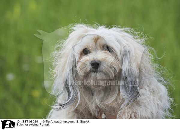 Bolonka zwetna Portrait / SST-08629