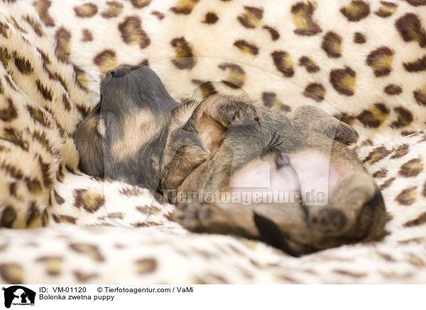 Bolonka zwetna Welpe / Bolonka zwetna puppy / VM-01120