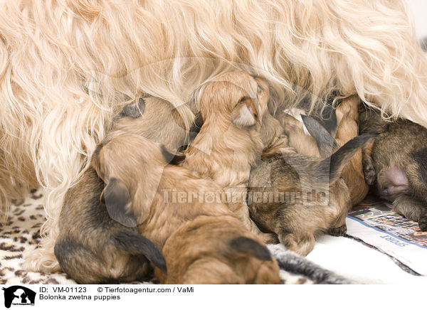 Bolonka zwetna Welpen / Bolonka zwetna puppies / VM-01123