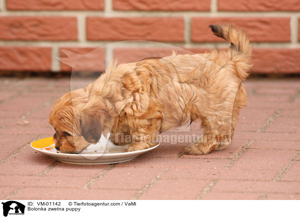 Bolonka zwetna Welpe / Bolonka zwetna puppy / VM-01142