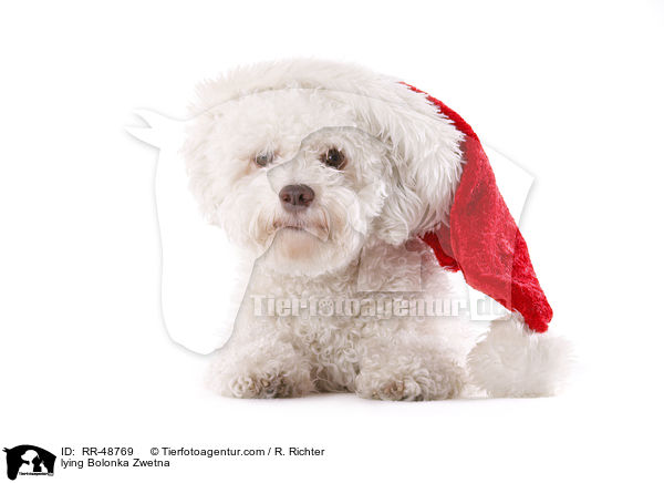 liegender Bolonka Zwetna / lying Bolonka Zwetna / RR-48769