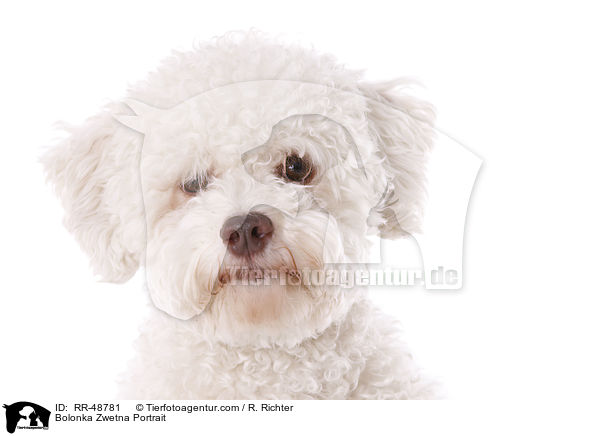 Bolonka Zwetna Portrait / RR-48781
