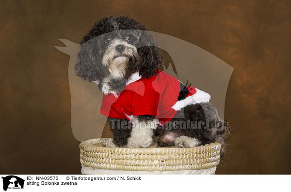 sitzender Bolonka zwetna / sitting Bolonka zwetna / NN-03573
