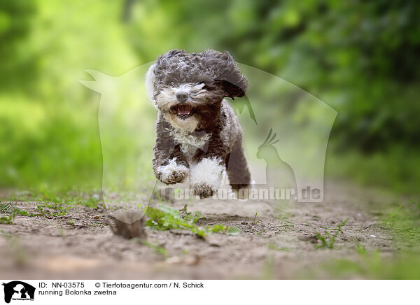 running Bolonka zwetna / NN-03575