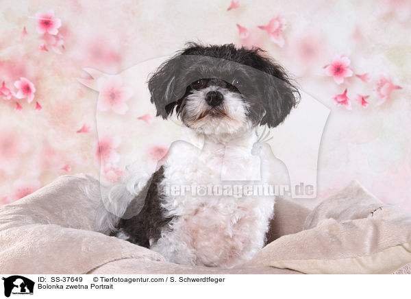 Bolonka zwetna Portrait / Bolonka zwetna Portrait / SS-37649