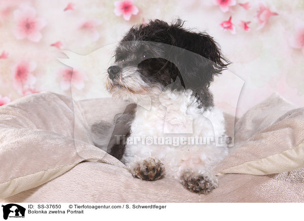 Bolonka zwetna Portrait / Bolonka zwetna Portrait / SS-37650