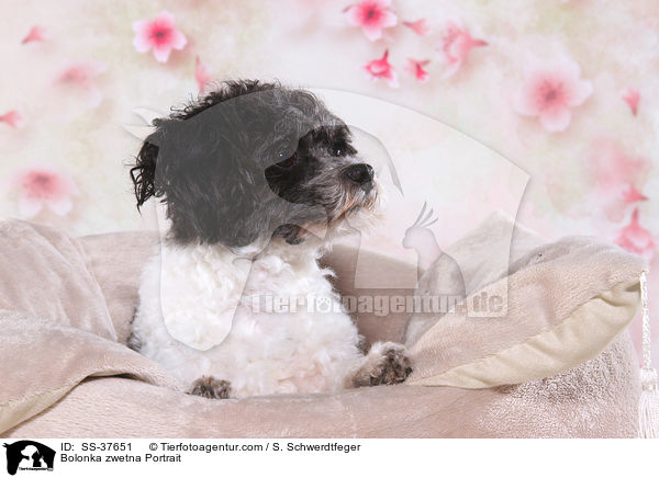 Bolonka zwetna Portrait / Bolonka zwetna Portrait / SS-37651
