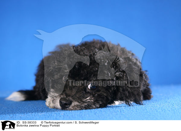 Bolonka zwetna Welpe Portrait / Bolonka zwetna Puppy Portrait / SS-38333