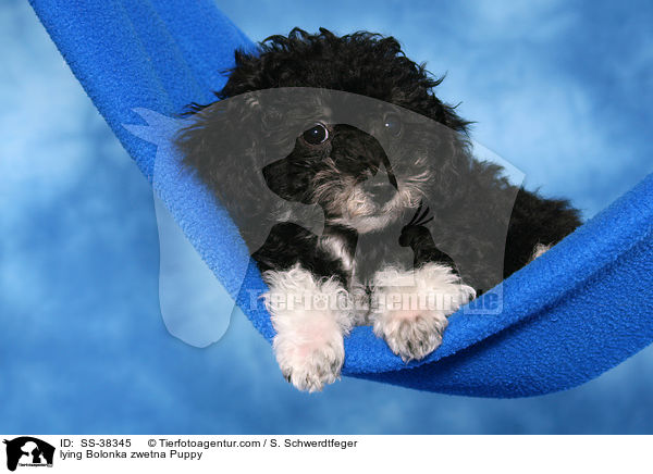 liegender Bolonka zwetna Welpe / lying Bolonka zwetna Puppy / SS-38345