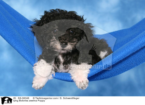 liegender Bolonka zwetna Welpe / lying Bolonka zwetna Puppy / SS-38346
