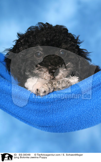 liegender Bolonka zwetna Welpe / lying Bolonka zwetna Puppy / SS-38348